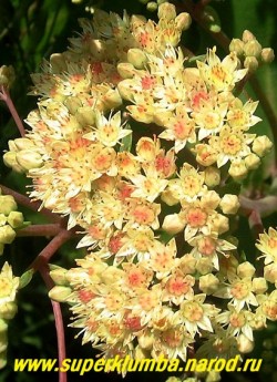 ОЧИТОК ТЕЛЕФИУМ "Санкиссед" (Sedum telephium ''Sunkissed'') ! соцветие на солнце. ЦЕНА 200 руб (1 деленка)