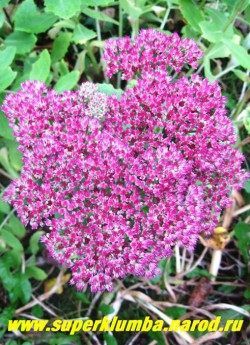 ОЧИТОК ВИДНЫЙ "Бриллиант" (Sedum spectabile "Brilliant") Цветки малиново- розовые, собраны в полузонтики до 15 см в поперечнике. Цветет в сентябре-октябре 35-40 дней. ЦЕНА 100-200 руб (1 деленка)