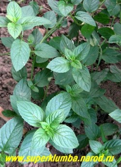 МЯТА ПЕРЕЧНАЯ "ШОКОЛАД" (Mentha piperita Chocolate) сорт обладающий запахом со сливочно-шоколадным оттенком. Благодаря отсутствию резкого холодящего вкуса, прекрасно подойдет как дополнение к шоколадным десертам и другим сладким блюдам и напиткам. Высота 60 см. НОВИНКА! ЦЕНА 200 (деленка)