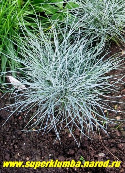 ОВСЯНИЦА СИЗАЯ (Festuca cinerea) аккуратные куртинки из голубые игольчатых листьев прекрасно смотрятся на каменистых горках и клумбах , соцветия -мягкие красноватые метелки, выс. куста до 20см, предпочитает солнечное место, ЦЕНА 200 руб ( 1дел)