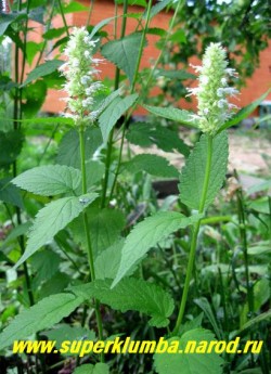 МЯТА МЕКСИКАНСКАЯ или ЛОФАНТ "Белая" (Agastache mexicana) пряность, белые колосовидные соцветия украшают пышный куст с июля, красиво смотрится в совместной посадке с синим лофантом. Листья добавляют в чай и др. блюда , высота до 1м, ЦЕНА 250 руб (1 шт ) НЕТ НА ВЕСНУ