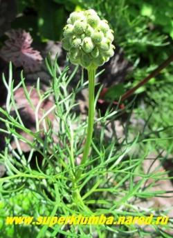 АДОНИС ВЕСЕННИЙ (Adonis vernalis) Плод -многочисленные односеменные орешки (на фото). Для успешного выращивания необходим хороший дренаж и почва с содержанием небольшого количества извести. НОВИНКА! ЦЕНА 500 руб (делёнка)