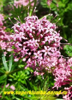 ФУОПСИС ДЛИННОСТОЛБИКОВЫЙ (Phuopsis stylosa) Соцветие крупным планом. Соцветия в форме маленьких звездочек, собранные в полукруглые зонтики, розовые, с запахом. НОВИНКА! ЦЕНА 250 руб НЕТ НА ВЕСНУ