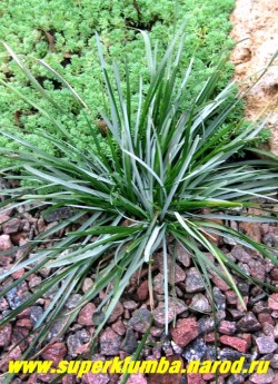 СЕСЛЕРИЯ ГОЛУБАЯ (Sesleria caerulea) невысокая до 20 см пышная кочка с узкими листьями. Нижняя сторона листа зеленая, верхняя – блестящая голубая. Цветет маленькими колосками в июне. Неприхотливое растение. ЦЕНА 150-200 руб.