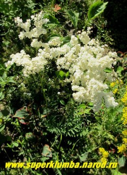 ЛАБАЗНИК ШЕСТИЛЕПЕСТНЫЙ "Флора плена" (Filipendula hexapetala flora plena) Очень красивая махровая форма. Кустики до 40 см высотой, редкий в садах. Цветет в июне белыми махровыми цветами в густых соцветиях 25-30 дней. НОВИНКА! ЦЕНА 300руб (делёнка)
