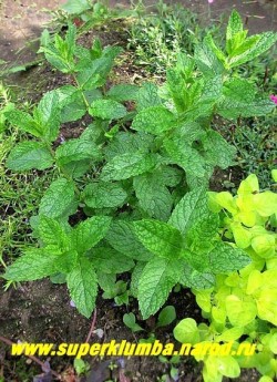 МЯТА КОЛОСИСТАЯ или САДОВАЯ "МАРОККАНСКАЯ" (Mentha spicata "Moroccan") Мята со вкусом "жвачки"! Считается одной из самых ароматных и вкусных сортов мяты. Листва немного жатая, очень ароматная. НОВИНКА! ЦЕНА 150 руб (деленка)