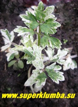 ЛЮТИК ПОЛЗУЧИЙ «Вариегатный» (Ranunculus repens variegatum) Лютик с яркой красивоокрашенной резной бело-зеленой листвой. Высота до 40 см, цветет в июне. Замечательно чувствует себя в тени-полутени. ЦЕНА 300 руб (делёнка)
 НОВИНКА! ЦЕНА 250 руб (1 шт)