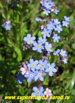 НЕЗАБУДКА ЛЕСНАЯ (Myosotis sylvatica) цветы крупным планом. ЦЕНА 100 руб