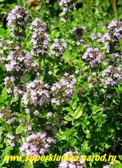 ТИМЬЯН ОБЫКНОВЕННЫЙ или ЧАБРЕЦ, (Thymus vulgaris) пряность, декоративное растение. Подушковидный полукустарничек с полулежачими стеблями и приподнимающимися цветоносными побегами с сиреневыми цветами, высота 10-15 см, цветет обильно в июне-июле НЕТ В ПРОДАЖЕ