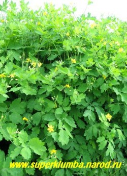 ЧИСТОТЕЛ БОЛЬШОЙ (Chelidonium majus) его сок избавит от бородавок, мозолей и папиллом, а отвар из травы можно принимать только по назначению врача, высота до 70 см. ЦЕНА 100 руб (2 шт)