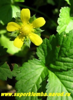 цветы ДУШЕНЕИ или ИНДИЙСКОЙ ЗЕМЛЯНИКИ (Duchesnea indica) крупным планом, цветет и плодоносит все лето. Ягоды неядовиты , но совершенно безвкусны.ЦЕНА 200 руб (2-3 шт)