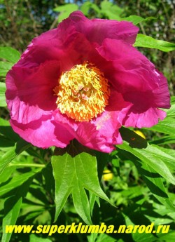 Цветок ПИОНА УКЛОНЯЮЩЕГОСЯ или МАРЬИНОГО КОРНЯ (Paeonia anomala ), красно-пурпуровый простой с яркими золотыми тычинками в центре. Настойку его корня применяют при заболеваниях нервной системы, артритах и проч. как противовоспалительное и успокаивающее средство. НЕТ В ПРОДАЖЕ