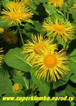 ДЕВЯСИЛ ВЫСОКИЙ (Inula helenium) крупное величественное растение , высота до 2 м, обильно цветет желтыми ромашками диаметром 8-9см в июле-августе, хорошо декорирует неприглядные места, корень лечебный,высота до 180 см, ЦЕНА 150-200 руб (1 шт)