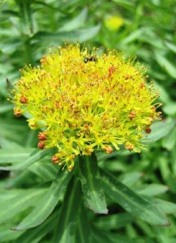 соцветие РОДИОЛЫ РОЗОВОЙ (Rhodiola rosea) , настойка корневищ используется в качестве тонизирующего средства и как адаптоген , ее называют еще "Тибетским жень-шенем". Свежеразломленного корневища имеет запах розы. ЦЕНА 250 руб (1 дел) НЕТ НА ВЕСНУ