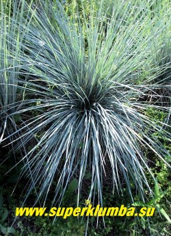 ОВСЕЦ ВЕЧНОЗЕЛЕНЫЙ "Сапфирспрудель" (Helictotrichon sempervirens "Saphirsprudel") высокодекоративный сорт овсеца, с узкими интенсивно голубыми листьями. Образует великолепный фонтан из блестящих серебристых колосков, высота 30-50 см, ЦЕНА 250 руб