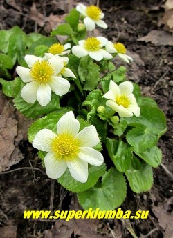 КАЛУЖНИЦА БОЛОТНАЯ "Альба" (Сaltha palustris f.alba) садовая форма калужницы с крупными белыми цветами до 5 см в диаметре , цветет с апреля -май, высота 10-15см. ЦЕНА 300 руб (делёнка)