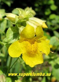 ГУБАСТИК КРАПЧАТЫЙ «Ричард Биш» (Mimulus guttatus «Richard Bish») Цветок крупным планом. Предпочитает светлое влажное место. Этот вид зимостоек в Подмосковье, но пестролистную форму желательно укрыть . ЦЕНА 350 руб (1 дел) НЕТ НА ВЕСНУ