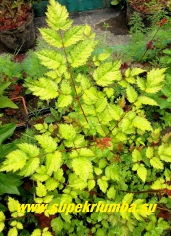 АСТИЛЬБА "КОЛОР ФРЕШ ЛАЙМ" (Astilbe hybrida "Color Flach Lime") Листва крупным планом. Лимонно-желтые листья красиво контрастируют с малиновыми стеблями и пурпурно-розовыми соцветиями. Высота 35-50 см. НОВИНКА! ЦЕНА 250-300 руб. (делёнка)