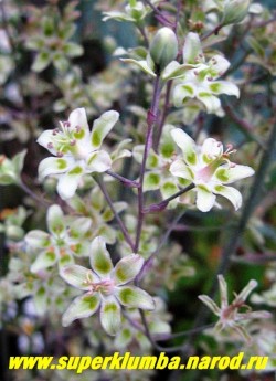 на фото соцветие ЗИГАДЕНУСА ИЗЯЩНОГО (Zigadenus = Anticlea elegans) крупным планом. Цветет в начале лета. Зимостойка, предпочитает солнце-полутень , влажные плодородные почвы. Редкое в садах элегантное растение. НОВИНКА! ЦЕНА 300 руб