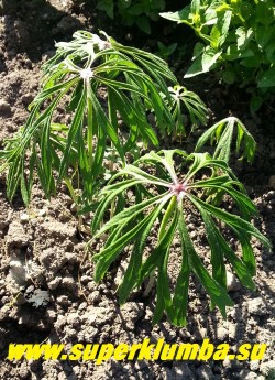 КАКАЛИЯ БОРЦОВОЛИСТНАЯ (Syneilesis/Cacalia aconitifolia) Множественные трубчатые цветки, розовые почти фиолетовые, появляются в июле-августе в метельчатом соцветии на прямых, покрытых листьями цветоносах до 1,2м высотой, не очень яркие, их часто специально срезают, чтобы направить внимание на фантастическую форму листьев. НОВИНКА! ЦЕНА 350 руб