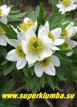 АНЕМОНА ПУЧКОВАЯ или НАРЦИССОЦВЕТКОВАЯ (Anemone fasciculata/narcissiflora) Соцветие крупным планом. Цветет долго и обильно в конце мая-начале июня. НЕТ В ПРОДАЖЕ.