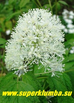 ВОРОНЕЦ КРАСНОПЛОДНЫЙ (Actaea erythrocarpa) 
цветонос крупным планом.
ЦЕНА 300 руб