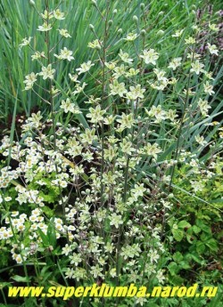 ЗИГАДЕНУС ИЗЯЩНЫЙ син. АНТИКЛЕЯ (Zigadenus = Anticlea elegans) Линейные жесткие листья с сизым налетом собраны в прикорневые пучки высотой до 60см, Цветки многочисленые желто- зеленоватой окраски собраны в метельчатые соцветия на высоких, до 100см в высоту, безлистных цветоносах. НОВИНКА! ЦЕНА 300 руб