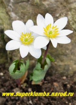 САНГВИНАРИЯ КАНАДСКАЯ (Sanguinaria canadensis) снежно-белые, плоские, как ромашки, немахровые, с венчиком обычно из 8 овальных лепестков цветы, как в ладошки обернутые серо-голубыми резными листьями, дольше держаться в тени деревьев, высота 15-20 см, диаметр цветка до 7,5 см, цветет апрель-май. ЦЕНА 300 руб (1 цветущая почка)