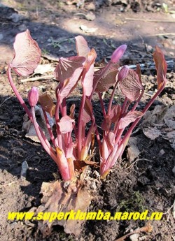 ДЖЕФФЕРСОНИЯ ДВУЛИСТНАЯ (Jeffersonia diphilla) Весной листва насыщенно-розового цвета. Позже листья зеленеют, а черешки становятся вишнево-красными. Осенью листья окрашиваются в бронзовые тона. Растение долгожитель, может, не теряя декоративности, расти на одном месте не один десяток лет. ЦЕНА 500 руб НЕТ НА ВЕСНУ