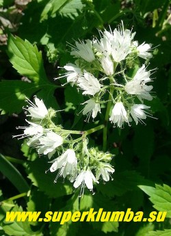 ГИДРОФИЛЛУМ ВИРГИНСКИЙ БЕЛЫЙ (Hydrophyllum virginianum album) соцветие крупным планом. НОВИНКА ЦЕНА 300 руб