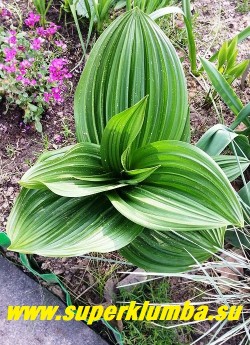 ЧЕМЕРИЦА ЧЕРНАЯ (Veratrum nigrum) на фото розетка листьев весной. Листья широкие, сильно гофрированные, декоративные. НОВИНКА! ЦЕНА 500 руб (1 шт)