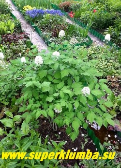 ВОРОНЕЦ ТОЛСТОНОГИЙ (Actaea pachypoda) красивый куст с 2-3-тройчатой зубчатой листвой до 70см в высоту. Цветки пышные белые в коротких компактных кистях. В августе появляются эффектные белые, размером с горошину, плоды на ярко-красных ножках. НОВИНКА! НЕТ В ПРОДАЖЕ