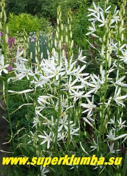 ВЕНЕЧНИК ЛИЛИАГО (Anthericum liliago) Хорош в бордюрных посадках, рокариях и в группах под кустарниками. Предпочитает солнце и легкие дренированные почвы. НОВИНКА! ЦЕНА 300 руб ( 1 шт)