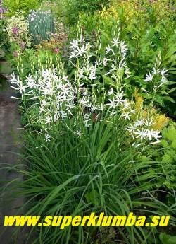 ВЕНЕЧНИК ЛИЛИАГО (Anthericum liliago) миниатюрный и более изящный родич парадизии. Цветки белые, до 3-4 см в диаметре собранные по 10-20 штук в кистевидное соцветие. Листья узколинейные, до 40 см в длину. Цветет с середины июня 30 дней. Высота до 50 см. Морозостоек, прост в культуре. НОВИНКА! ЦЕНА 300 руб (1 шт)