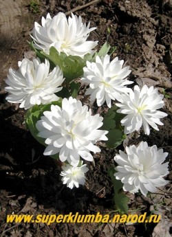 САНГВИНАРИЯ КАНАДСКАЯ "Флоре Плено" (Sanguinaria canadensis "Flore Pleno") махровые белоснежные цветы, обернутые серо-голубыми резными листьями , дольше держаться в тени деревьев, высота 15-20 см, диаметр цветка до 7,5 см, цветет апрель-май, НЕТ В ПРОДАЖЕ