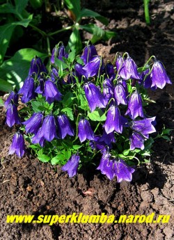 КОЛОКОЛЬЧИК ТЕМНЫЙ (Campanula рullа) , очаровательный миниатюрный колокольчик всего 5-7см в высоту, при этом с крупными (длиной 3 см) темно- фиолетовыми цветами , цветет июнь-июль, не любит застоя влаги, хорошо растет на горке и в рокарии. предпочитает солнце-полутень. ЦЕНА 300 руб.