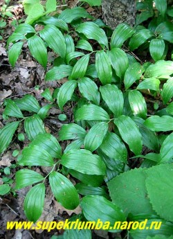 КУПЕНА ВОЛОСИСТАЯ (Polygonatum hirtum) Очень редкая в садах красивая низкая разновидность купены с наклоненным стеблем высотой до 20 см , и крупными белыми цветами собранными в пазухах листьев. Цветет в начале лета . НОВИНКА! ЦЕНА 200 руб (1шт)