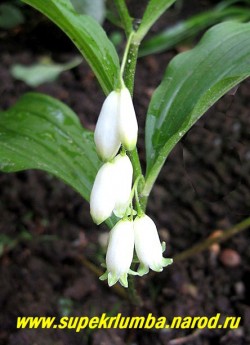 цветы КУПЕНЫ ВОЛОСИСТОЙ (Polygonatum hirtum) крупным планом. Образует красивый плотный блестящий зеленый покров. Неприхотлива , но разрастается не спеша. НОВИНКА! ЦЕНА 150 руб (1шт