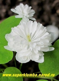 АНЕМОНЕЛЛА ВАСИЛИСТНИКОВАЯ "Вайт Дабл" (Anemonella thalictoides "White double") Очень элегантные густо махровые кипельно белые цветки. Высота 12-15см. Цветет длительно с мая по июль. НОВИНКА! НЕТ В ПРОДАЖЕ