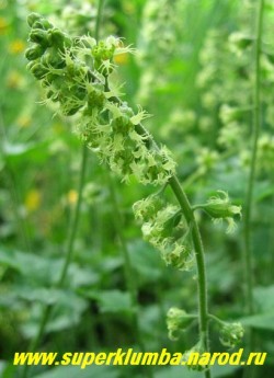 мимо куста ТЕЛЛИМЫ КРУПНОЦВЕТКОВОЙ (Tellima grandiflora) невозможно пройти мимо, весь воздух вокруг благоухает ароматом ночной фиалки. цветы с возрастом розовеют, что добавляет очарования этому удивительному родственнику гейхер и тиарелл. ЦЕНА 200 руб