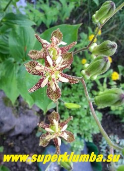 ТРИЦИРТИС ШИРОКОЛИСТНЫЙ (Тricyrtis latifolia = Т. bakeri) Красивое растение с экзотичными пестрыми цветами и листвой.
Листья яйцевидные, зеленые, с темными пятнами, более яркими в начале роста. Высотой около 60 см. Зимостоек без укрытия. НОВИНКА! ЦЕНА 300 руб