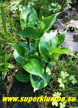 ТРИЦИРТИС ШИРОКОЛИСТНЫЙ (Тricyrtis latifolia = Т. bakeri) 
Кустк весной. 
Листья яйцевидные, зеленые, с темными пятнами, более яркими в начале роста. НОВИНКА! ЦЕНА 300 руб