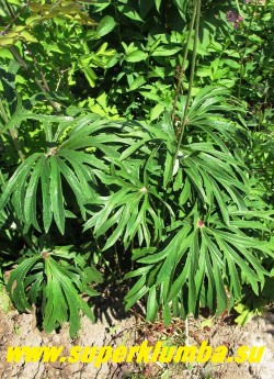 КАКАЛИЯ БОРЦОВОЛИСТНАЯ (Syneilesis/Cacalia aconitifolia) многолетник, с красивыми резными листьями на покрытых серовато-зеленым налетом черешках до 60см высотой, которые складываются и завертываются вокруг стебелька подобно листу подофила. Неагрессивный, медленно нарастающий. 
Предпочитает рыхлые, питательные, слегка влажные, но хорошо дренированные почвы. Хорошо растет, как в полутени, так и на солнце. Зимостойкое, декоративное в течение всего сезона растение. НОВИНКА! ЦЕНА 350 руб