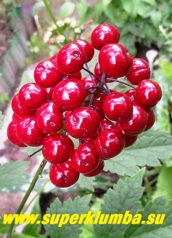 ВОРОНЕЦ КРАСНОПЛОДНЫЙ (Actaea erythrocarpa) 
 плоды крупным планом.
Перспективное неприхотливое растение для тени и полутени. ЦЕНА 300 руб