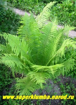 СТРАУСНИК ОБЫКНОВЕННЫЙ (Мatteuccia struthiopteris) крупный красивый папоротник. летом он прекрасно смотрится в любых уголках сада, радуя своими мощными зелеными "фонтанами" листьев, у взрослых экземпляров под воронкой из вай образуется стволик напоминающий ствол пальмы. Этот папоротник неприхотлив, может расти даже на солнце и очень украсит берег водоема. ЦЕНА 150-250 руб (делёнка)