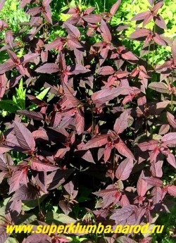 ВЕРБЕЙНИК ПУРПУРНЫЙ или РЕСНИТЧАТЫЙ (Lysimachia purpurea = L. ciliata) пурпурная листва замечательно оттеняет зеленолистные растения, высота до 80 см, цветет июль-август. Лимонно-желтые цветочки с красным глазком образуются на концах стеблей и в пазухах верхних листьев, формируя рыхлое соцветие. ЦЕНА 200 руб (3 шт)