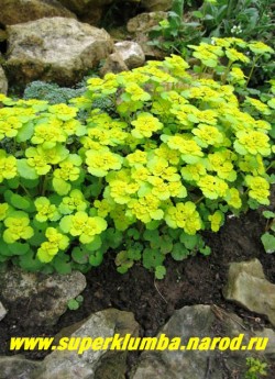 СЕЛЕЗЕНОЧНИК ОЧЕРЕДНОЛИСТНЫЙ (Chrysosplenium alternifolium) Мелкое оч. декоративное растение высотой 5-10см напоминающее мини молочай. Листья округлые, по краю волнистые, мясистые, блестящие. Цветет в апреле-июне. Желтые цветы в густых соцветиях появляются в апреле- мае . Желтые околоцветники вокруг цветов создают впечатление, что цветы крупные. на мягких почвах нуждается в ограничении, Очень красив весной в теневых садах у ручьев. ЦЕНА 150-200 руб (делёнка)