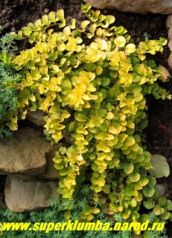 ВЕРБЕЙНИК МОНЕТЧАТЫЙ "Ауреа" (Lysimachia nummularia "Aurea") стелющиеся побеги с золотыми листочками размером с мелкую монету , длиной до 30см, цветет желтыми цветами в июне 15-20 дней . Хорошо декорирует отвесные края водоемов, горок. На солнце желтая окраска листвы ярче, но может расти и в тени. Переносит временное затопление. ЦЕНА 200 руб (делёнка)