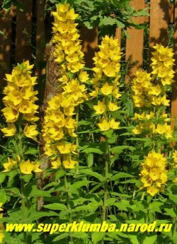 ВЕРБЕЙНИК ТОЧЕЧНЫЙ (Lysimachia punctata) Стебель прямостоячий, высотой 50-60см. Листья сидячие, широколанцетные, цветки лимонно-желтого цвета. Цветет в конце июня-начале июля в течение 30-35 дней , Предпочитает светлое место, быстро нарастает, образуя красивый куст. Эффектен в групповых посадках у водоемов и в миксбордерах. ЦЕНА 150 руб (делёнка)