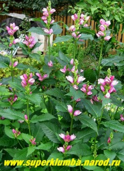 ХЕЛОНЕ КОСАЯ (Chelone obliqua) крупные розовые цветки с желтым пятном на нижней губе собраны в толстые колосья, высота до 70см, стебли прямые прочные, цветет август- сентябрь, Куст прочный,никогда не разваливается и не полегает. Предпочитает расти во влажном, светлом месте, поэтому с успехом используется в оформлении берега водоема. ЦЕНА 150-200 руб (делёнка)